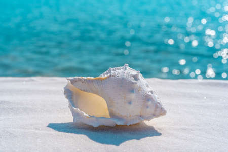 Seashell on a white sand and blue water background, space for text. Summer beach. Seashell on the sand. . High quality photoの写真素材