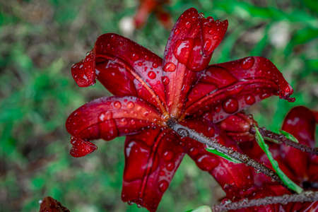 Back side of red lily with drops of water on petals after the rain. Flower petals curled back. Tiger lily In the green leaves background. Close-up.の写真素材