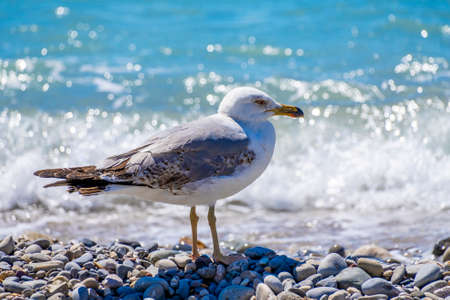 Seagull at the sea beach in french riviera. Close up photo.の写真素材