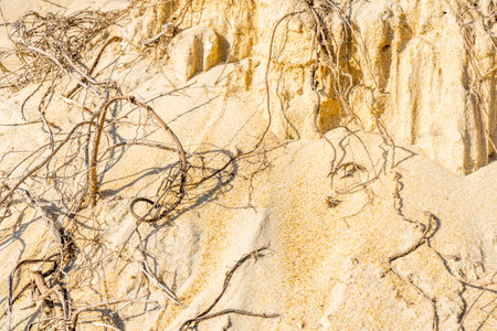 Dried roots on the sandy beach. Tree roots on a cut of land. Desert landscape. High quality photoの写真素材