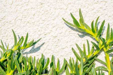 Succulent flower leaves close up on a white background. Botanical modern outdoor plants. High quality photoの写真素材