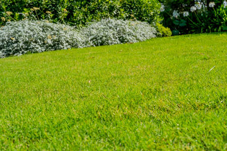 Scenic view of beautiful garden with a bright green lawn, colorful shrubs, decorative evergreen plants in summer. Gardening concept. High quality photo.の写真素材