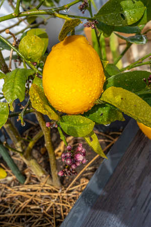 Yellow lemon with raindrops growing on lemon-tree in flowerpot. Lemon flowers on the lemon tree. Hight quality photoの写真素材
