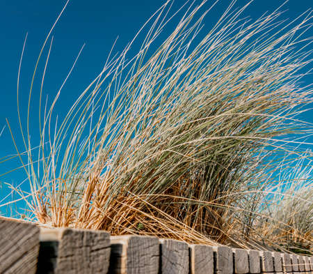 Grassy sand dunes on the Atlantic ocean coast in France. High quality photoの写真素材