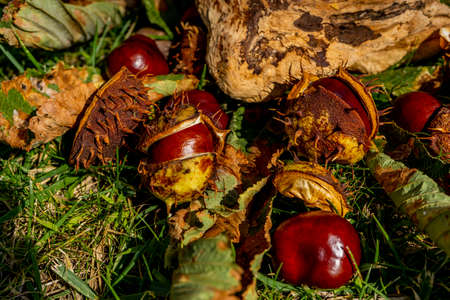Fallen chestnut in an open shell lying in the grass. Beautiful autumn fruits, macro close -up. Hight...