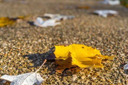 Autumn background with yellow leaves and rain drops.の写真素材