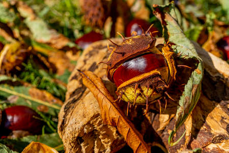 Fallen chestnuts in an open shell lying in the grass. Beautiful autumn fruits, macro close -up. High quality photoの写真素材