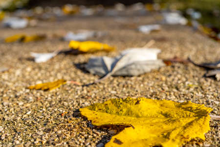 Autumn background with yellow leaves and rain drops.の写真素材
