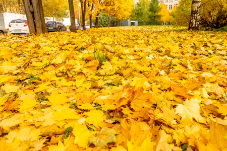 Beautiful autumn city landscape with yellow trees and leaves, natural outdoor travel background. Autumn leaves background, leaves on the grass. Fall concept. High quality photoのeditorial素材