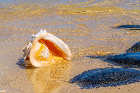 A Big shell on the volcanic rock near the sea on the mauritius island. Hight quality photo