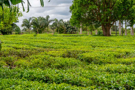 Green tea plantations high in the mountains in Mauritius. High quality photoの写真素材