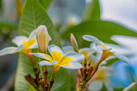 Plumeria frangipani blossom on tree, white and yellow tropical flower with leaf on green background....