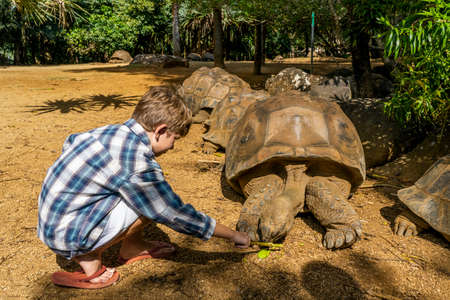 A Boy giving food to giant endangered turtle, animal eating plants outdoors. High quality photoの写真素材