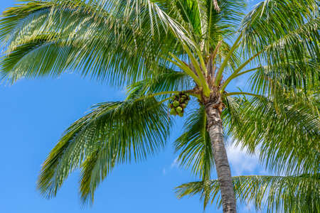 Coconut Palm tree with nuts on a blue sky, tropical island background. Travel holiday island nature card. Palm tree leaf on sky background. High quality photoの写真素材