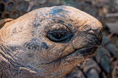 Close-up head of a giant turtle in mauritius island. High quality photoの写真素材