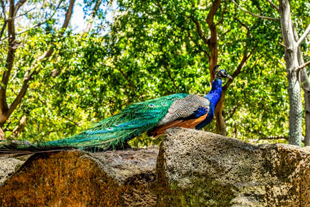 Peacock walking in the rocks on the garden. Beautiful wild bird in the nature. High quality photoの写真素材