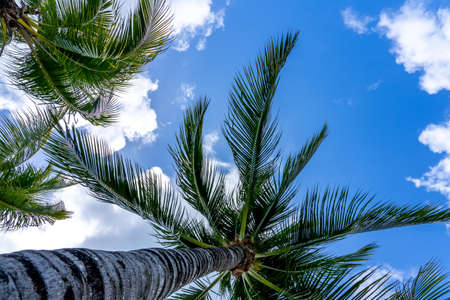 Coconut Palm tree on a blue sky, tropical island background. Travel holiday island nature card. Palm tree leaf on sky background. High quality photoの写真素材