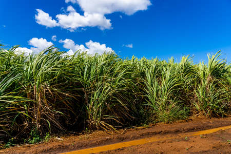 Sugar cane field with blue sky background. Sugarcane plantation on the Mauritius island. High...