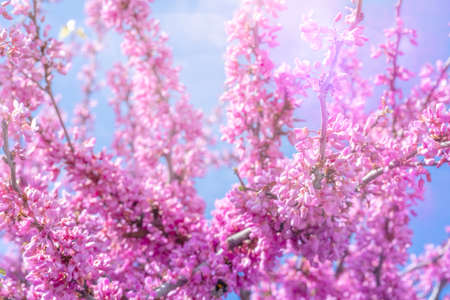 Blurred flower tree background, spring blooming in sunny day. Panoramic view to spring background art with rose blossom, close-up. Hight quality photoの写真素材