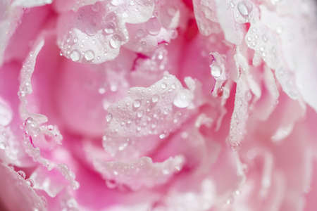 Peony in drops of water. Background with flowers petals. Pink peony flower in dew drops. Macro close-up. Blurred selective focus. Hight quality photoの写真素材