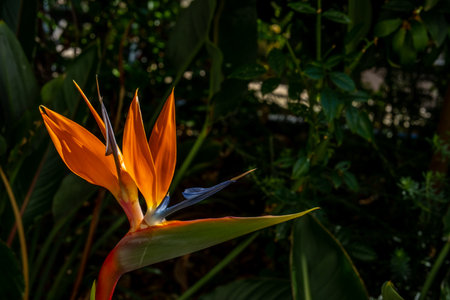 Colorful Bird of Paradise flower blossom, Strelitzia reginae in botanic garden. Tropical Heliconia....