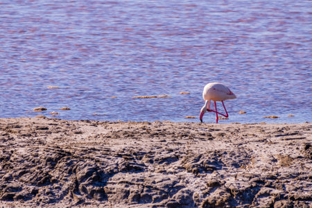 Pink Flamingo at the feed search in Parc Naturel Regional de Camargue, Southern France. High quality photoの写真素材