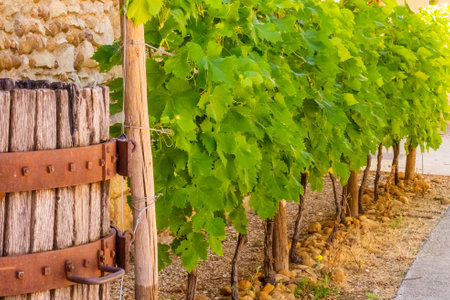 Wine Barrel on Vineyard in France. High quality photoの写真素材