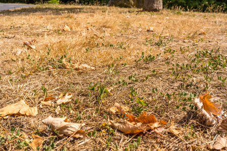 Dry autumn grass with fallen leaves, close-up. Dry fallen leaves in the grass. Selective focus. High...