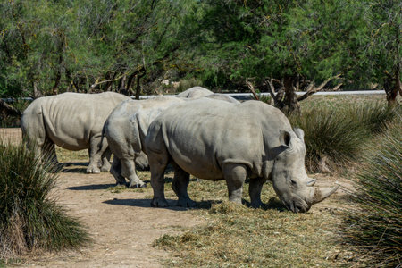 A group of White Rhinoceros in natural habitat, savanna. South Africa. High quality photoの写真素材
