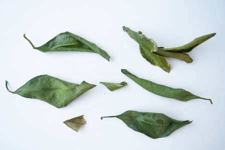 Tangerine leaves fresh dry natural green photo, top viewの写真素材