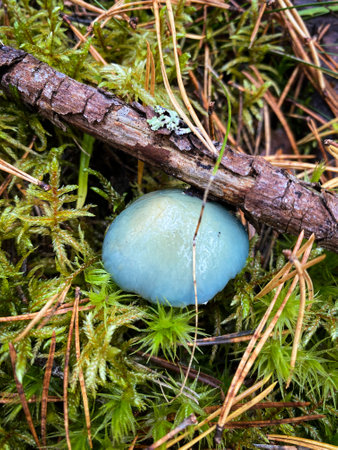 Bright blue mushroom in a sunny autumn forest, photo landscapeの写真素材