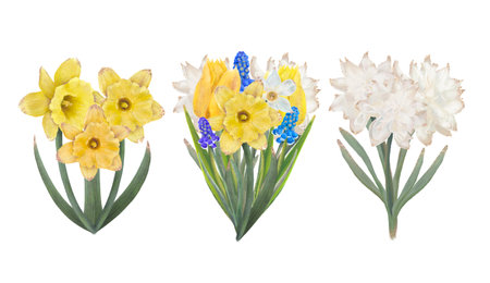 Beautiful spring floral arrangements featuring yellow daffodils, tulips, blue hyacinths, and white hyacinths. Isolated objects on a white background for the design of a booklet, flyer, e-pack, label or advertisement. Digital art.の写真素材