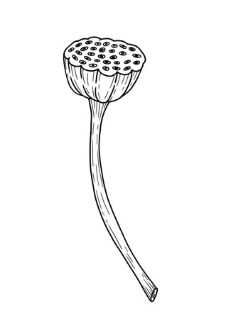 A beautifully crafted Black and White Illustration featuring a detailed Lotus Seed Podのイラスト素材