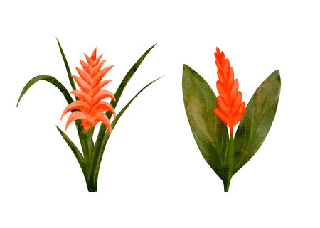 A vibrant mix of orange tropical flowers and green leaves makes an enchanting displayの写真素材