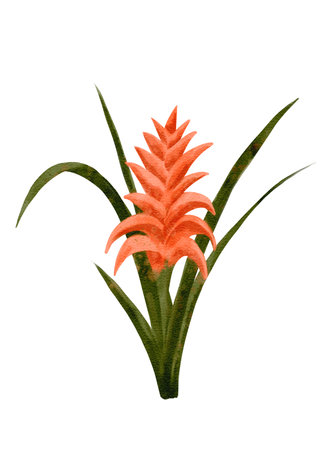 A Stunning and Vibrant Orange Bromeliad Flower Complemented by Lush Green Leavesの写真素材