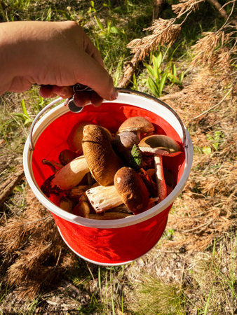 Embark on a captivating Mushroom Foraging Adventure deep in the embrace of natures beautyの写真素材