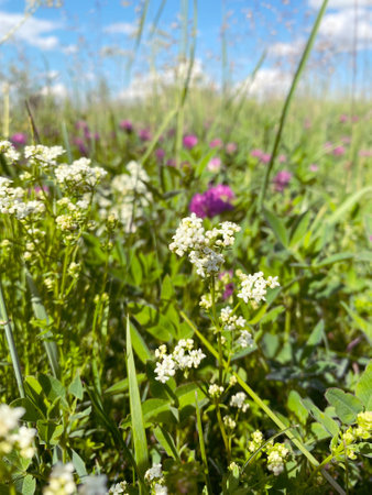 Vibrant Wildflowers Flourishing in a Beautiful, Bright Sunny Field Beneath Expansive Blue Skiesの写真素材