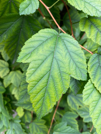An Intimate and CloseUp View of Lush Green Leaves Found in the Natural Environment of the Outdoorsの写真素材