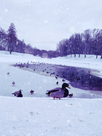 A beautiful Winter Wonderland adorned with Ducks amidst a pristine and snowy landscapeの写真素材