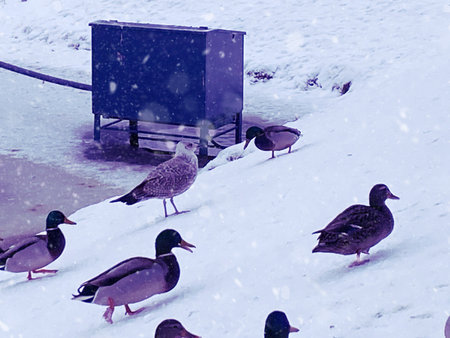 Ducks and Seagulls in a Beautiful and Snowy Winter Landscape Scene During Freezing Weatherの写真素材