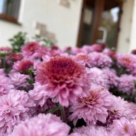 A Beautiful Purple Flower Blooming Gracefully in a Lush Garden Abundant with Lifeの写真素材