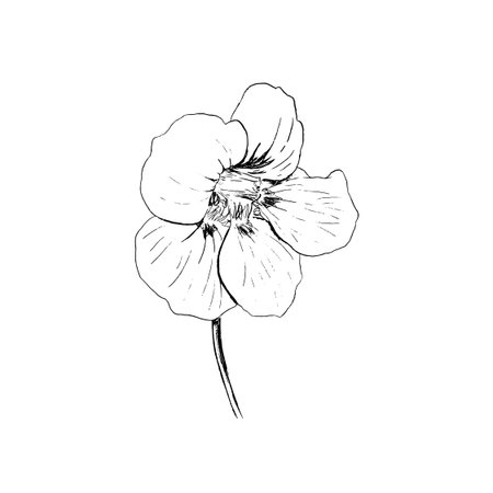 An Exquisite and Elegant HandDrawn Flower Illustration Capturing Natures Beautyのイラスト素材