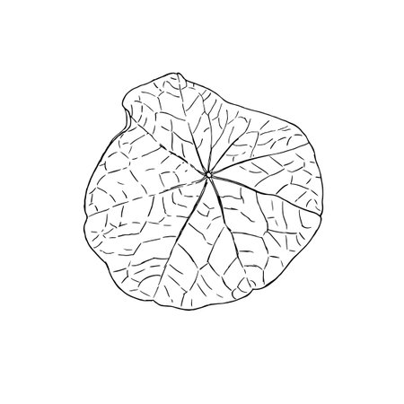 An Intricate, Detailed Line Art Illustration of a Leaf in Abstract Botanical Styleのイラスト素材