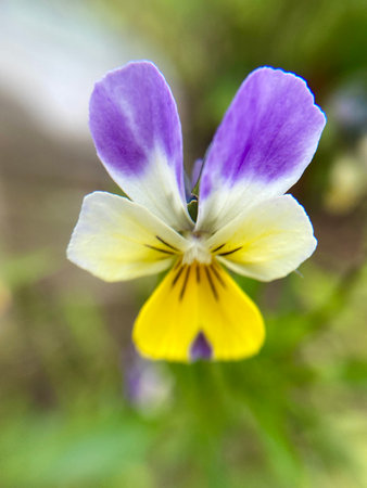 An Exquisite CloseUp of a Beautiful Purple and Yellow Flower Captured in Nature