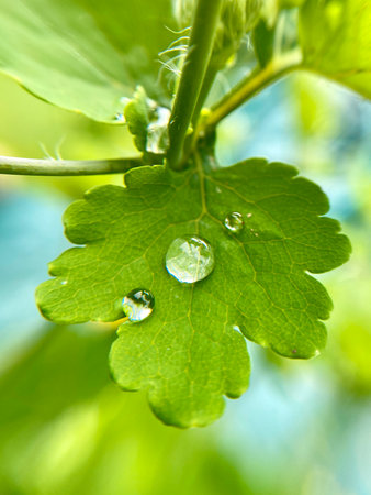 A Fresh Green Leaf with Glistening Water Droplets in a CloseUp, Showcasing Nature