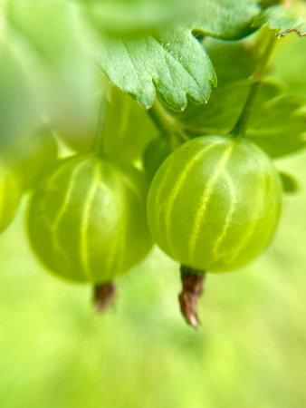 Fresh Green Gooseberries Hanging on a Branch Surrounded by Vibrant Leaves and Foliageの写真素材