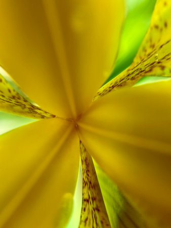 A CloseUp View of the Vibrant Yellow Flower Petals Captured in Beautiful Natural Light
