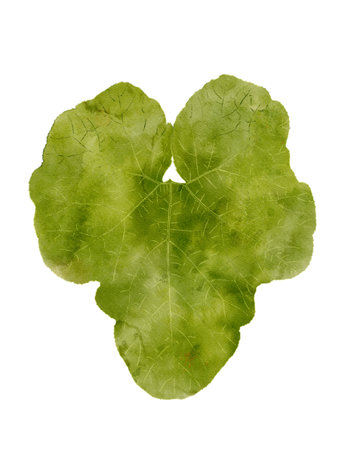 ThreeLeaf Clovers A Beautiful Natural Symbol of Luck, Growth, and Prosperity in Nature