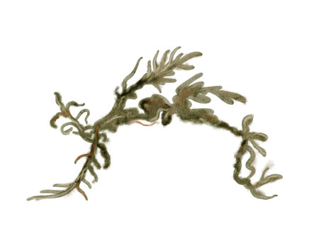 An Intricate Seaweed Design, perfect for showcasing NatureInspired Artworkの写真素材