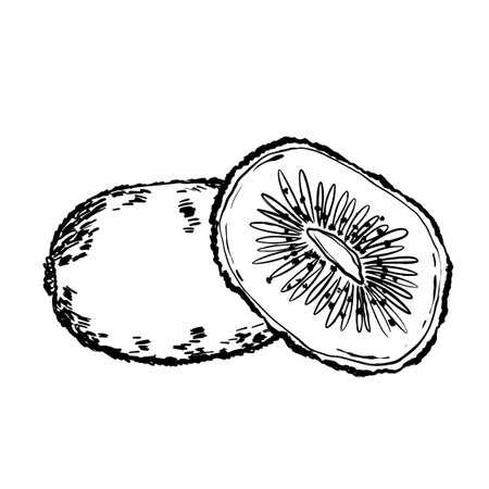 Vivid handdrawn image showcasing kiwi with seeds and fuzzy exteriorのイラスト素材